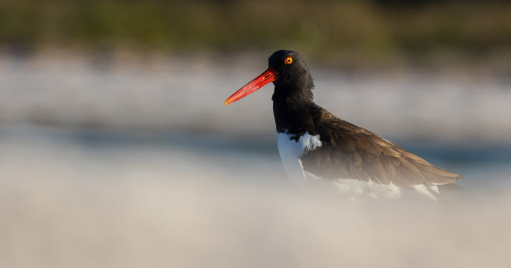 American Oystercatcher